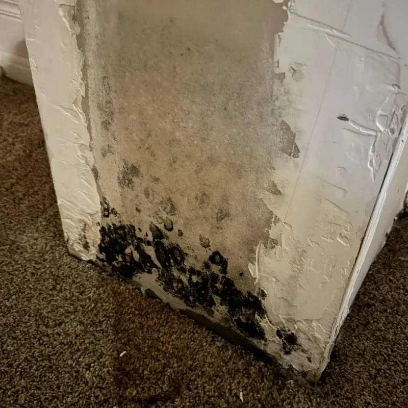 Professional Mold Removal in Crow Wing County, MN